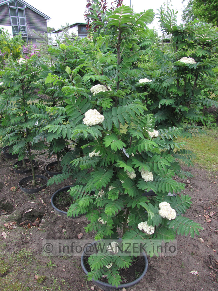 Sorbus aucuparia Fastigiata 01 1,5m bluehend.JPG